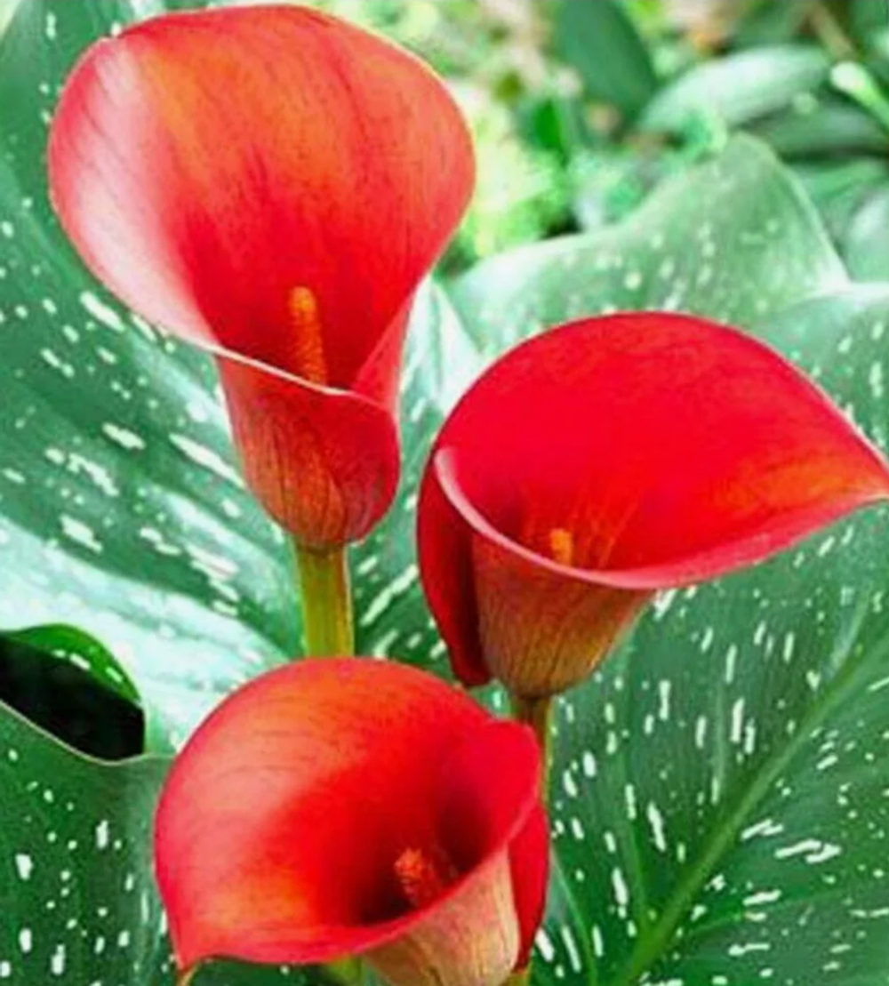 Калла Ред алерт 1 клубень, март 2026