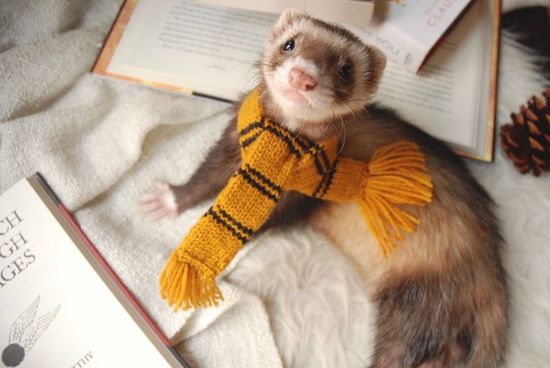 Хорек в доме: плюсы и минусы