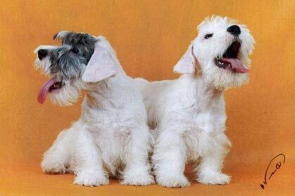 Силихэм-терьер Силихэм-терьер