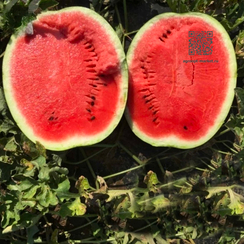 Ред Хэвен F1 семена арбуза (Seminis / Семинис)
