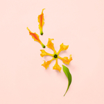 Gucci Bloom Profumo di Fiori парфюмерная вода женская