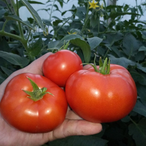 Полбиг F1 семена томата детерминантного (Bejo / Бейо) урожай в поле – фото 4