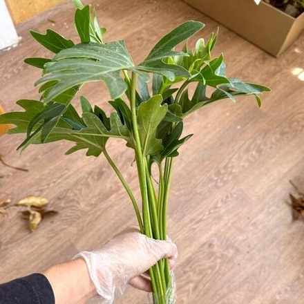 Филодендрон XANADU