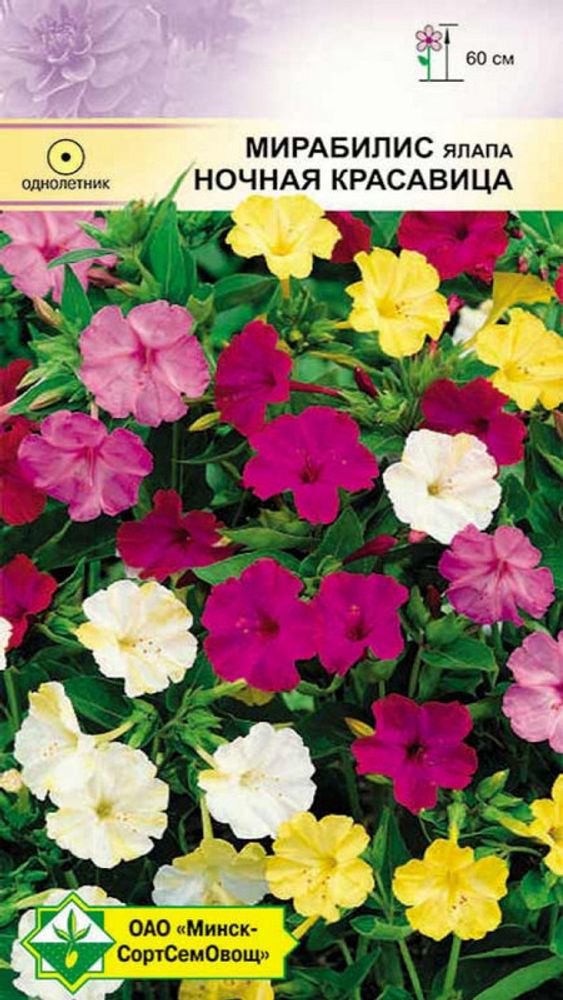 Мирабилис ялапа "Ночная красавица" 1,5г, Германия. Мирабилис ялапа "Ночная красавица" 1,5г, Германия.