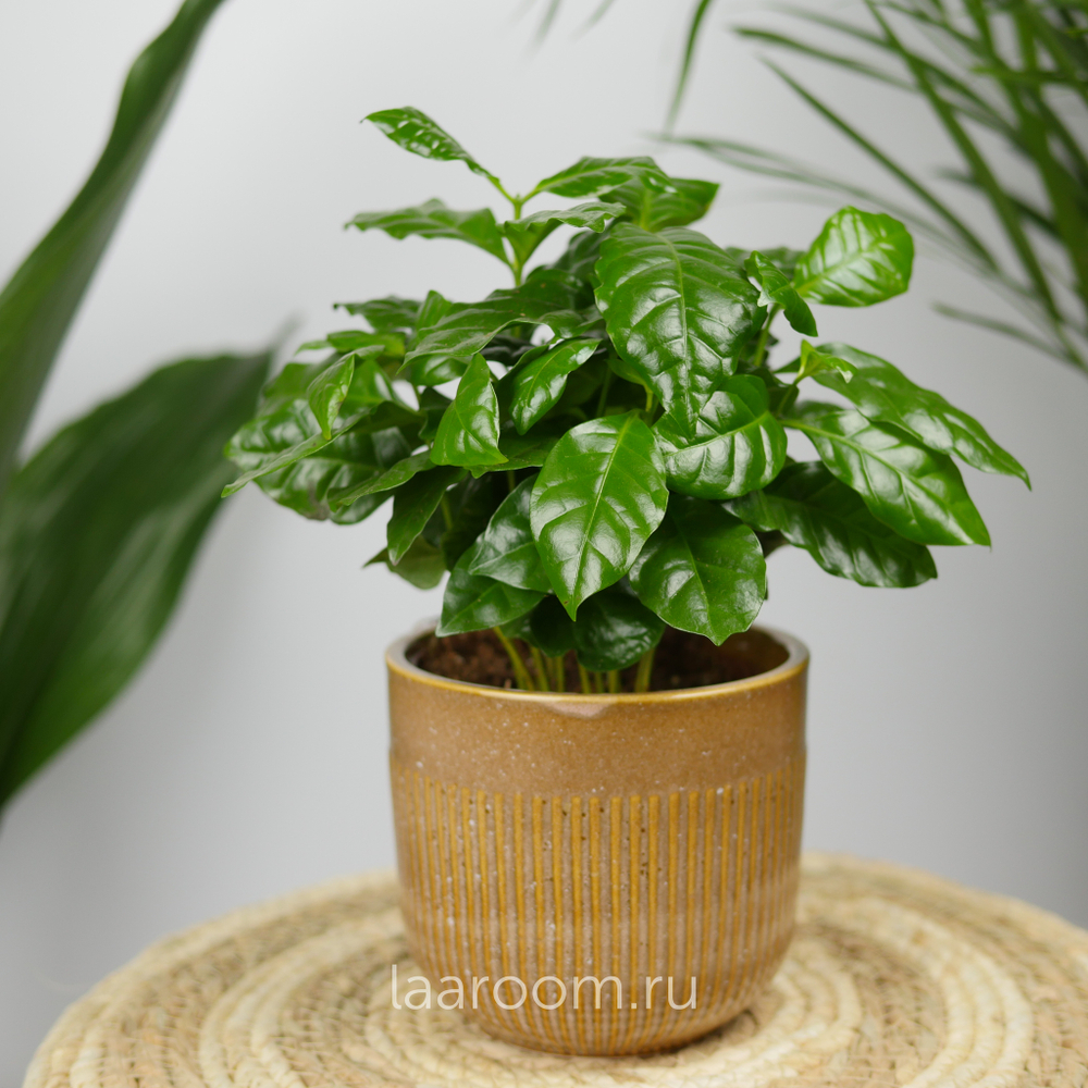 Кофе Арабика 12/30