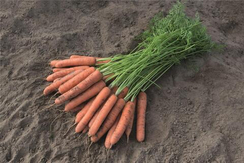 Небида F1 семена моркови нантской (Bejo)