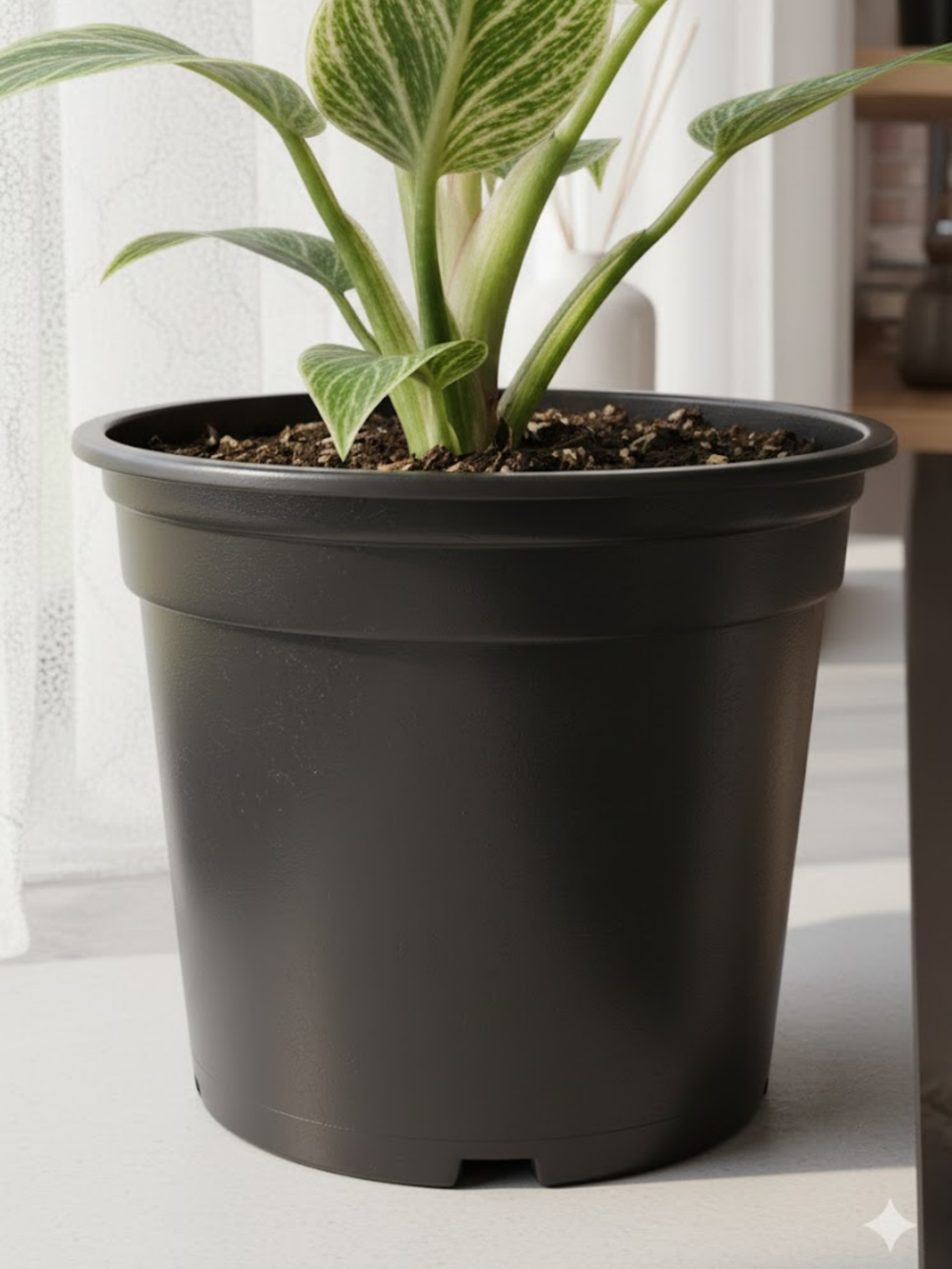 Филодендрон Биркин д. 12