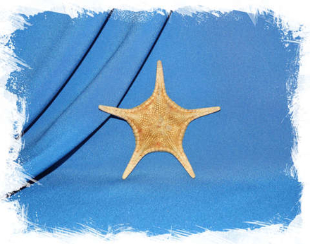 Морская звезда Иконастер лонгиманус (Iconaster longimanus) 8-9 см.