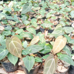 Антуриум PAPILLILLAMINUM HYBRID