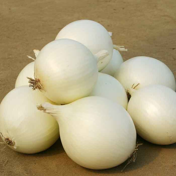 Комета F1 семена лука репчатого (Nunhems / Нюнемс) – фото 2