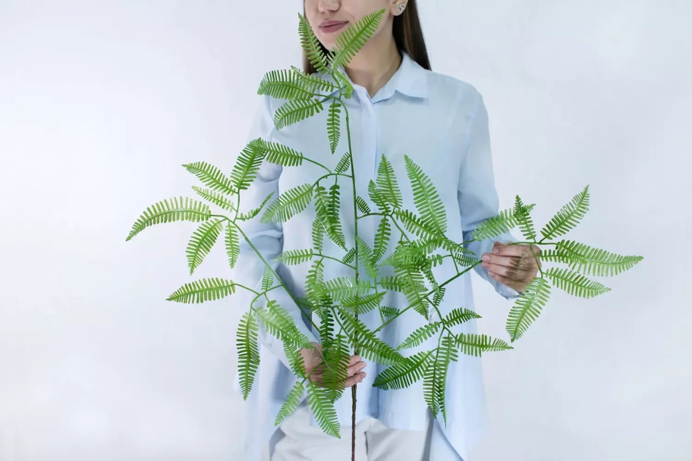 Ветка Дикраноптериса линейного средняя