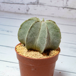 Astrophytum Myriostigma 7 ребер (Астрофитум)