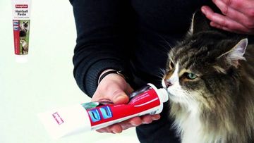 Шерсть в ЖКТ кошки