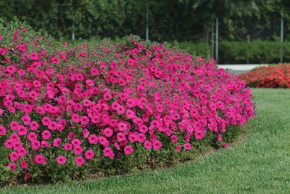 Тайдалы, ампельные виолы, дихондра конец марта