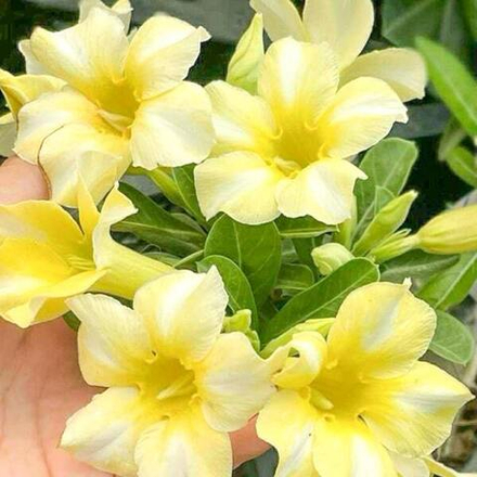 Адениум обесум SANG THONG