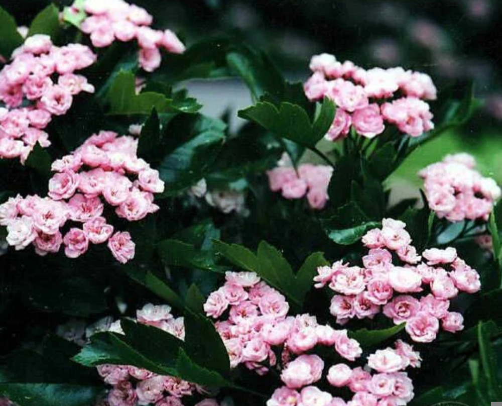 Боярышник Тоба