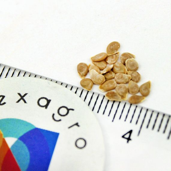 ГС 12 F1 семена томата детерминантного (Syngenta) цена