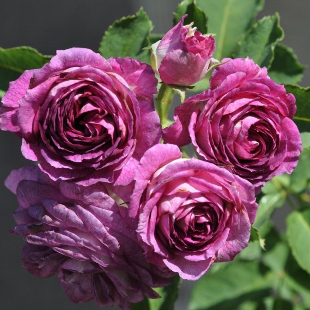 Лавендер Краш (Lavender Crush)