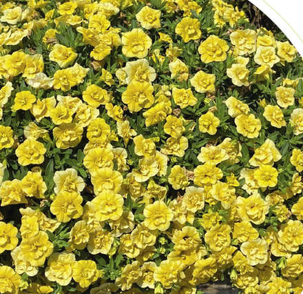 ЕВРО Калибрахоа Mini Famous ORO double yellow укорененный черенок ОКС