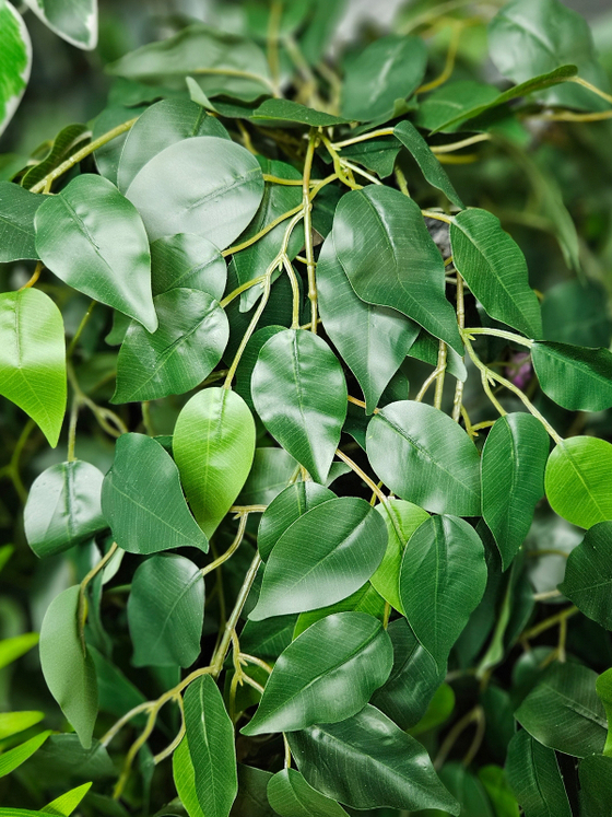 Искусственное дерево Фикус зеленый 150см в высоком коричневом кашпо ротанг