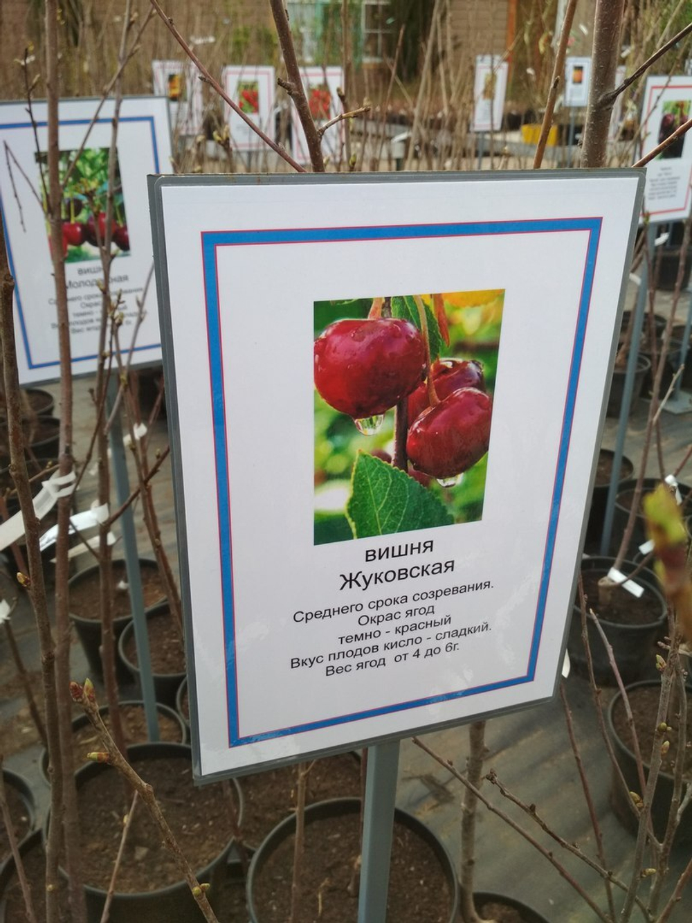 Вишня Жуковская 4 года