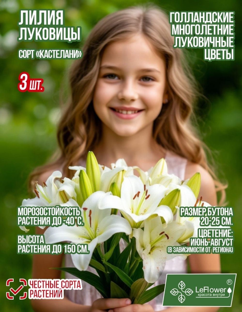 Лилия Луковица, Кастелани 3 шт