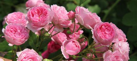 Брентано Роза (Brentano-Rose)