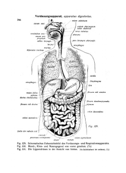 Atlas Der Deskriptiven Anatomie Des Menschen (German Edition). Vol. 2 | Johannes Sobotta