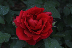 Роза Заед оф Абу Дабим С7 Закупка М57 июнь 2026