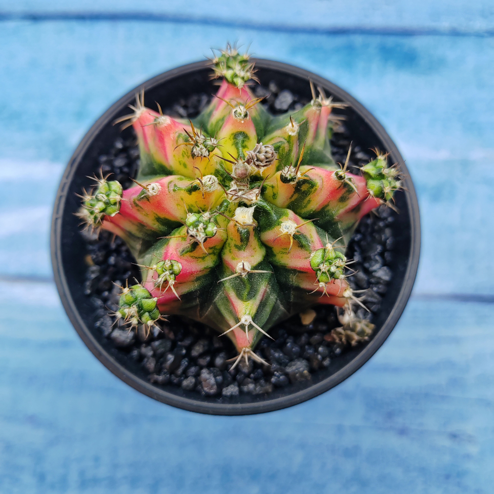 Gymnocalycium Variegata (Гимнокалициум Вариегатный)