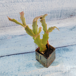 Schlumbergera Thor Wild Cactus White (Декабрист)