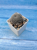 Sulcorebutia Heliosoides (Сулькоребуция)