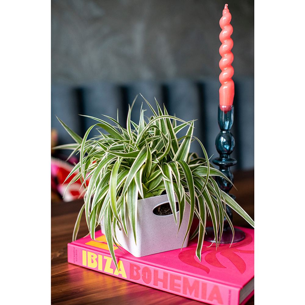 Контейнер для хранения boxxx, organic, 1 л, зеленый