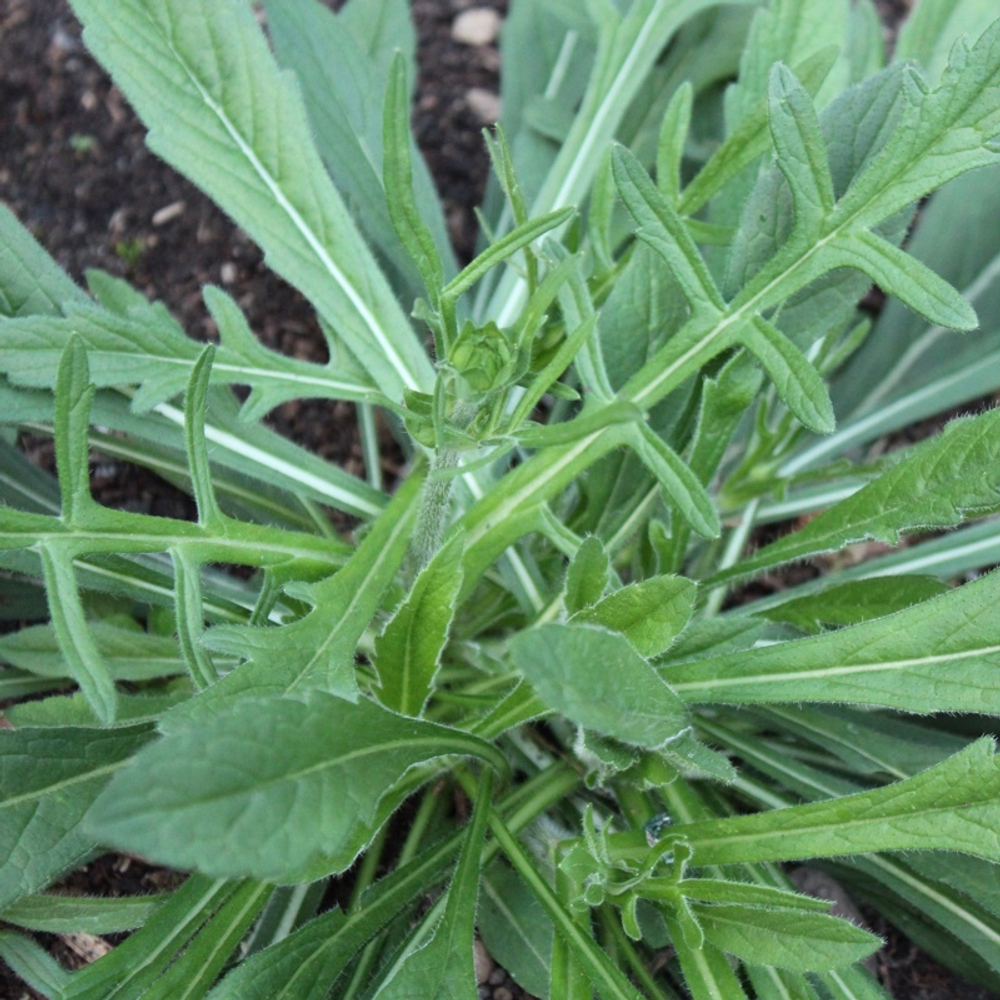 Короставник македонский. Knautia macedonica.