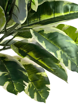 Фикус Эластика Тинеке 150 см.