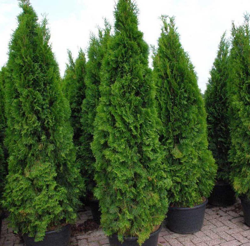 Туя западная Смарагд (ком) 220-240