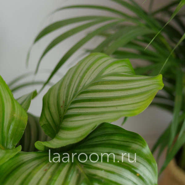 Калатея 12/40