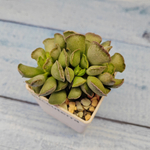 Adromischus Cristatus (Адромискус)