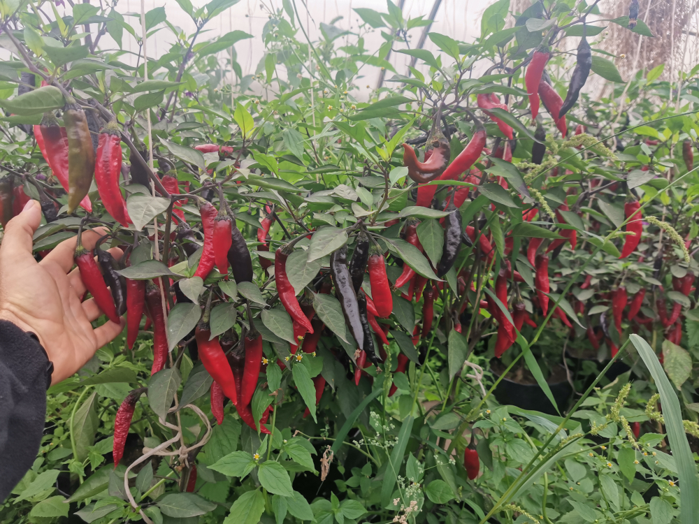 Сладкий Фиолетовый Японский Чили Перец Мурасаки Тогараши Ямато - 紫とうがらし