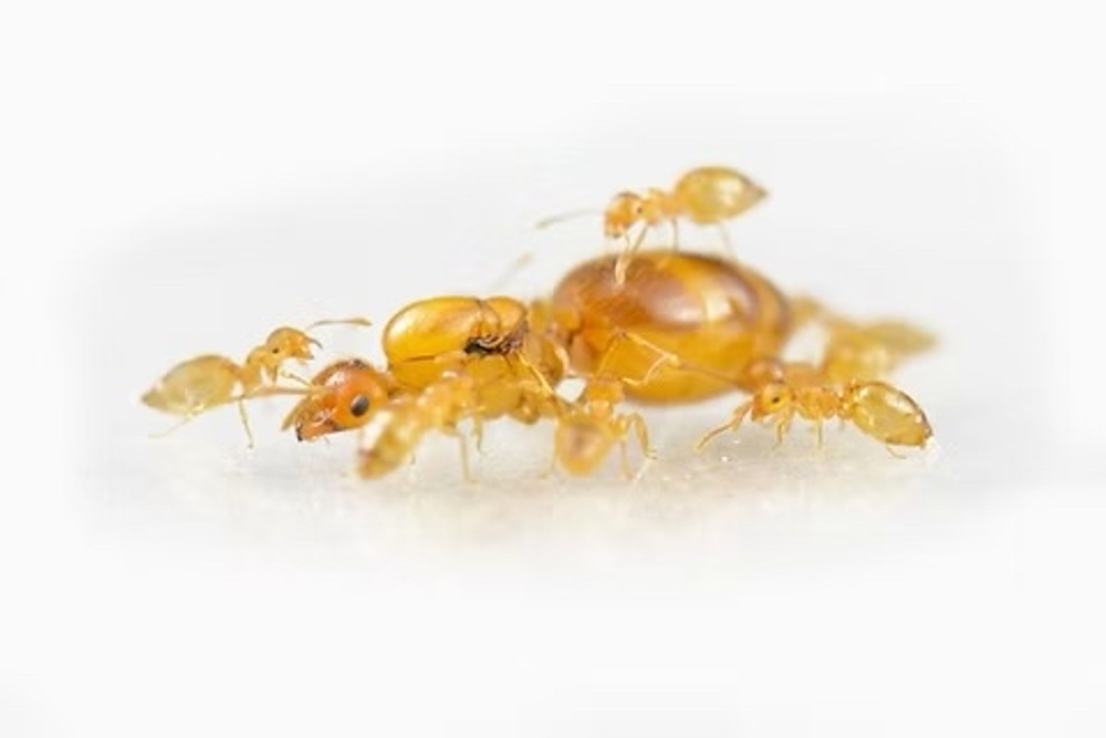 Муравьи Crematogaster biroi (Золотистый муравей-акробат)