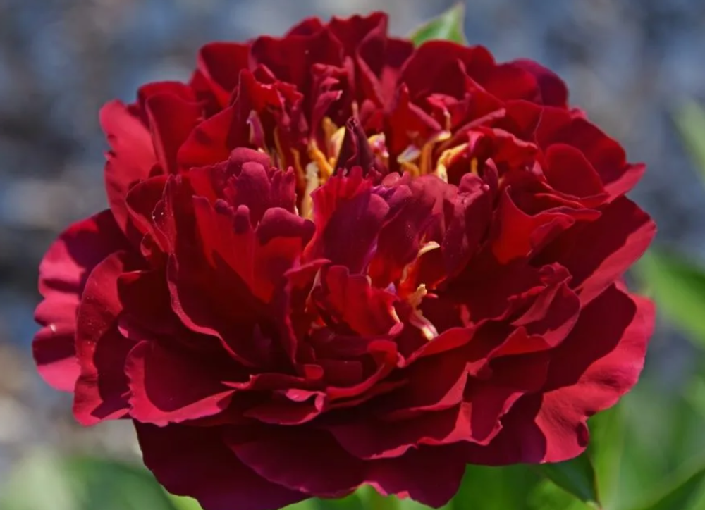 Пион Олд фейсфул / Old Faithful ОКС 3-5 почек