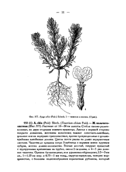 Сорные растения СССР. Руководство к определению. Том 4 | Б.А. Келлер