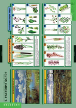 Комплект таблиц "Растения и окружающая среда" (7 табл.)