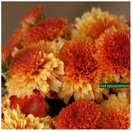 Хризантема мультифлора Malfara orange м.26 /поставка весна 2026г/