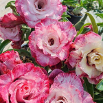 Адениум PINK CROWN