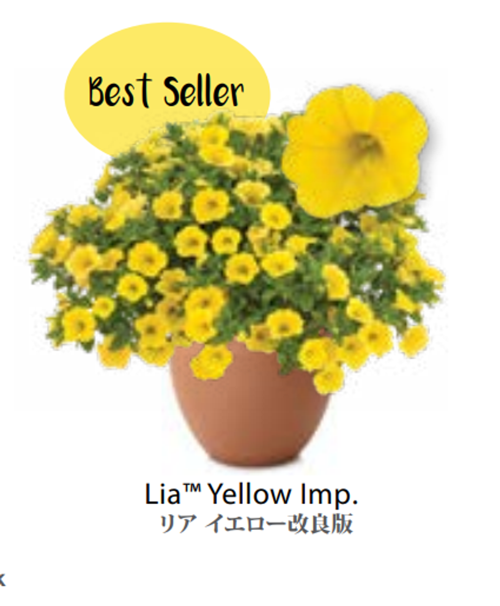 ЕВРО Calibrachoa Lia Yellow укорененный черенок ноябрь
