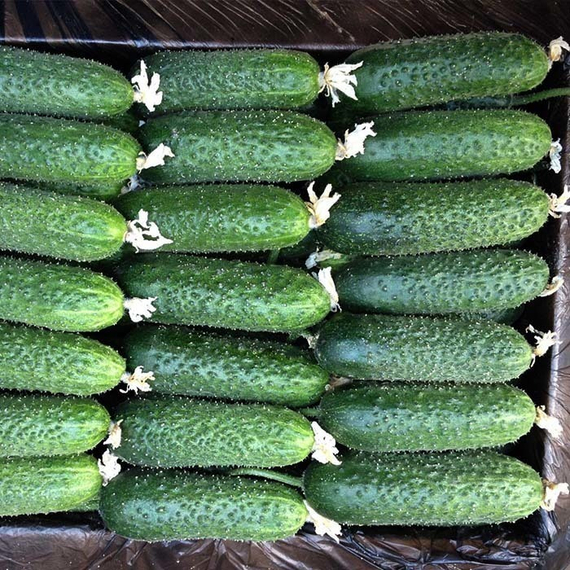 АЦТЕК F1 семена огурца Bejo купить – фото 2