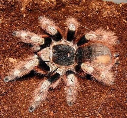 Паук-птицеед Nhandu coloratovillosus, самка