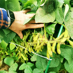 Зелёная Ультраскороспелая Овощная Соя - Эдамамэ