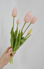Тюльпаны закрытые / Арт 2455